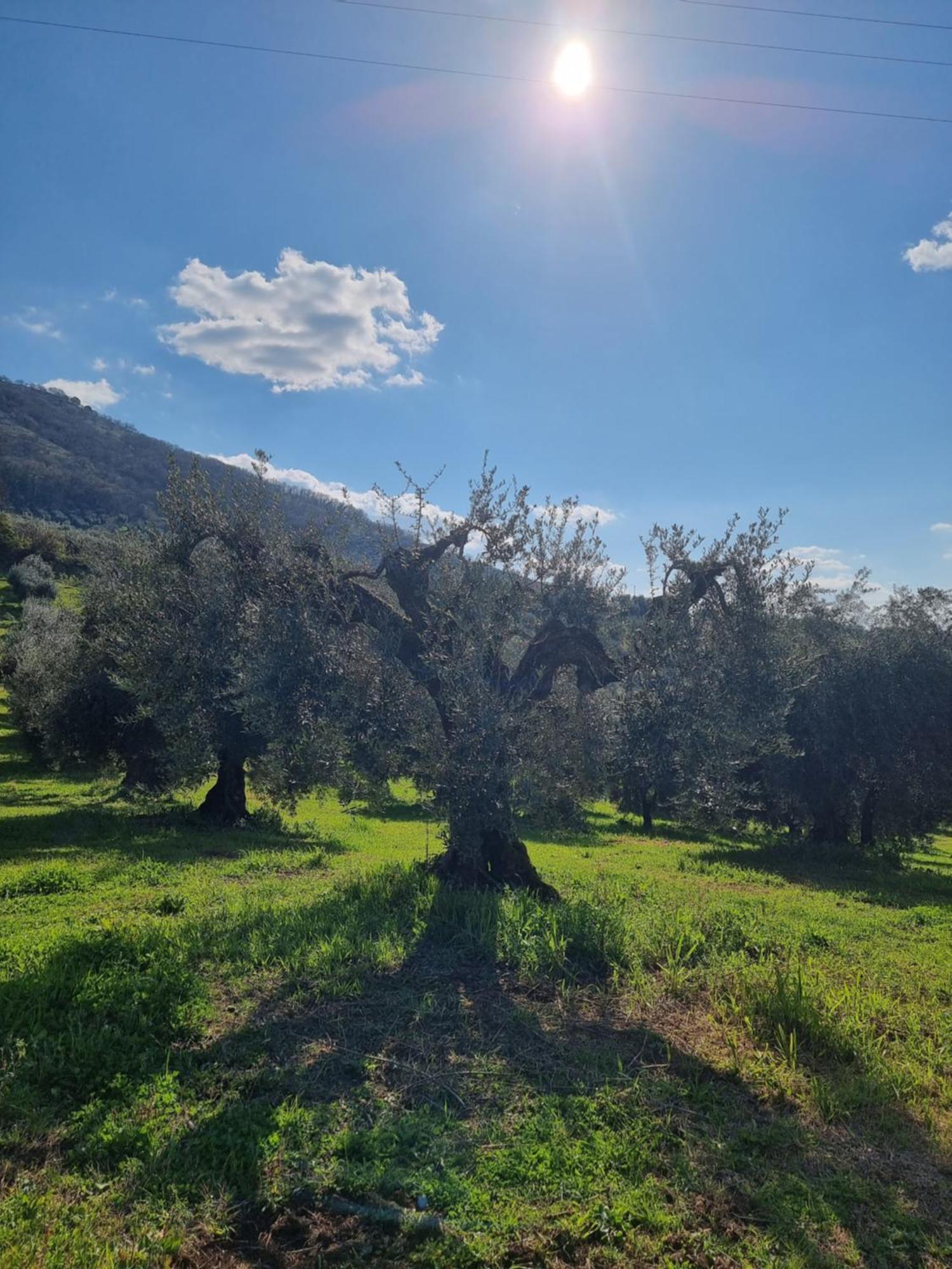 Casale Dei Priori Bed & Breakfast Rocca Massima Eksteriør bilde